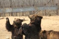 BruinsÃ¯Â¼ËUrsus arctosÃ¯Â¼â°